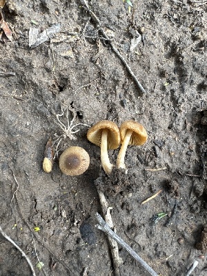  (Conocybe inocybeoides - MO547754)  @11 [ ] CreativeCommons - Attribution Share-Alike (2024) Unspecified Arizona Mushroom Society