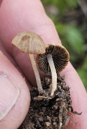  (Psathyrella sp. KMF47 - MO548910)  @11 [ ] CreativeCommons - Attribution Share-Alike (2024) Unspecified Arizona Mushroom Society