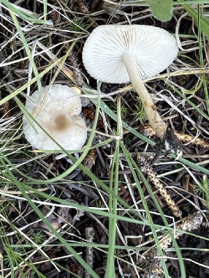  (Clitocybe cf. fragrans - MO555722)  @11 [ ] CreativeCommons - Attribution Share-Alike (2024) Unspecified Arizona Mushroom Society