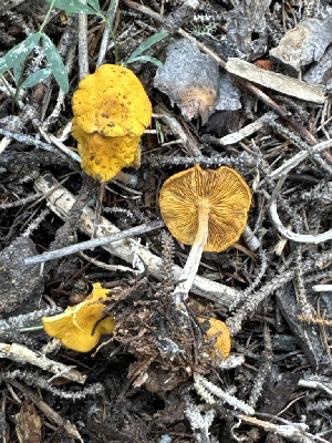  ( - MO556325)  @11 [ ] CreativeCommons - Attribution Share-Alike (2024) Unspecified Arizona Mushroom Society