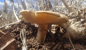  ( - MO547498)  @11 [ ] CreativeCommons - Attribution Share-Alike (2024) Unspecified Arizona Mushroom Society