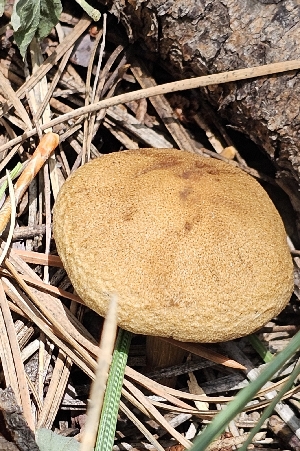  ( - MO558970)  @11 [ ] CreativeCommons - Attribution Share-Alike (2024) Unspecified Arizona Mushroom Society