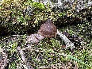  ( - MO571799)  @11 [ ] CreativeCommons - Attribution Share-Alike (2025) Unspecified Arizona Mushroom Society