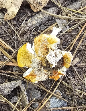  ( - MO576483)  @11 [ ] CreativeCommons - Attribution Share-Alike (2025) Unspecified Arizona Mushroom Society