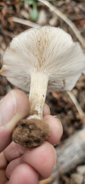  ( - MO547499)  @11 [ ] CreativeCommons - Attribution Share-Alike (2024) Unspecified Arizona Mushroom Society