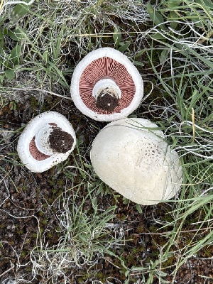  ( - MO585357)  @11 [ ] CreativeCommons - Attribution Share-Alike (2025) Unspecified Arizona Mushroom Society