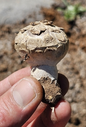  (Agaricus evertens - MO548908)  @11 [ ] CreativeCommons - Attribution Share-Alike (2024) Unspecified Arizona Mushroom Society