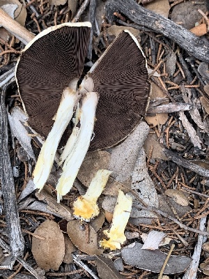  ( - MO563024)  @11 [ ] CreativeCommons - Attribution Share-Alike (2024) Unspecified Arizona Mushroom Society
