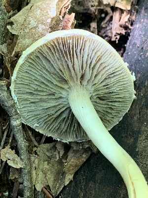  (Stropharia ambigua - MO561936)  @11 [ ] CreativeCommons - Attribution Share-Alike (2024) Unspecified Arizona Mushroom Society