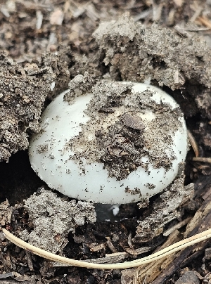  ( - MO555136)  @11 [ ] CreativeCommons - Attribution Share-Alike (2024) Unspecified Arizona Mushroom Society