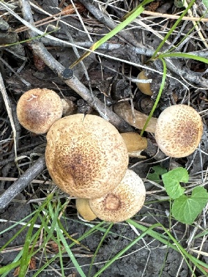  ( - MO555835)  @11 [ ] CreativeCommons - Attribution Share-Alike (2024) Unspecified Arizona Mushroom Society