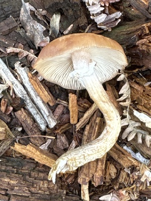  ( - MO558792)  @11 [ ] CreativeCommons - Attribution Share-Alike (2024) Unspecified Arizona Mushroom Society