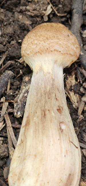  ( - MO561286)  @11 [ ] CreativeCommons - Attribution Share-Alike (2024) Unspecified Arizona Mushroom Society