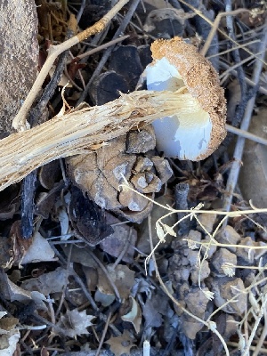  ( - MO568369)  @11 [ ] CreativeCommons - Attribution Share-Alike (2024) Unspecified Arizona Mushroom Society