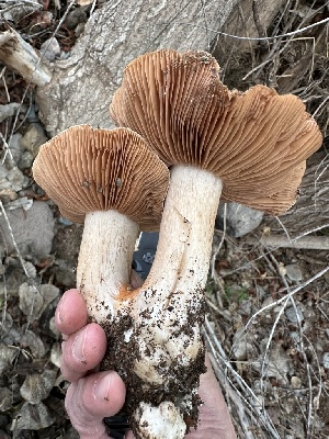  (Cortinarius sp. BE46 - MO563416)  @11 [ ] CreativeCommons - Attribution Share-Alike (2024) Unspecified Arizona Mushroom Society