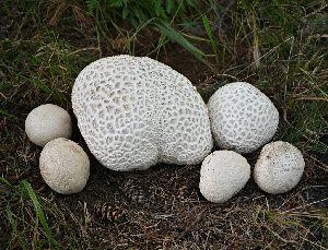  ( - MO570075)  @11 [ ] CreativeCommons - Attribution Share-Alike (2025) Unspecified Arizona Mushroom Society