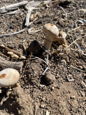  (Chlamydopus - MO571775)  @11 [ ] CreativeCommons - Attribution Share-Alike (2025) Unspecified Arizona Mushroom Society