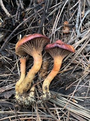  (Chroogomphus conacytiensis - MO561851)  @11 [ ] CreativeCommons - Attribution Share-Alike (2024) Unspecified Arizona Mushroom Society