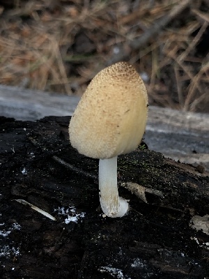  (Coprinellus sp. TAC612 - MO529358)  @11 [ ] CreativeCommons - Attribution Share-Alike (2023) Unspecified Arizona Mushroom Society