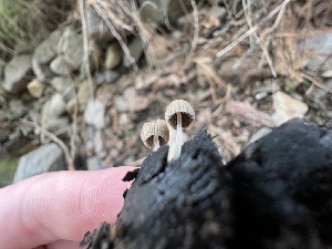  (Coprinellus sp. SW47 - MO541411)  @11 [ ] CreativeCommons - Attribution Share-Alike (2024) Unspecified Arizona Mushroom Society