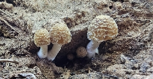  ( - MO555041)  @11 [ ] CreativeCommons - Attribution Share-Alike (2024) Unspecified Arizona Mushroom Society