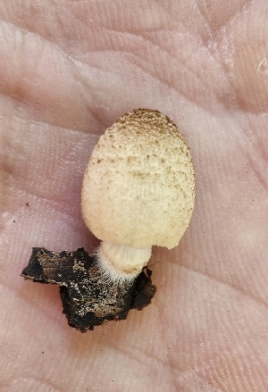  ( - MO558952)  @11 [ ] CreativeCommons - Attribution Share-Alike (2024) Unspecified Arizona Mushroom Society