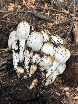  ( - MO525117)  @11 [ ] CreativeCommons - Attribution Share-Alike (2023) Unspecified Arizona Mushroom Society