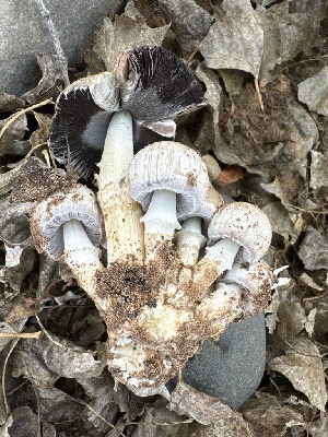  ( - MO547757)  @11 [ ] CreativeCommons - Attribution Share-Alike (2024) Unspecified Arizona Mushroom Society