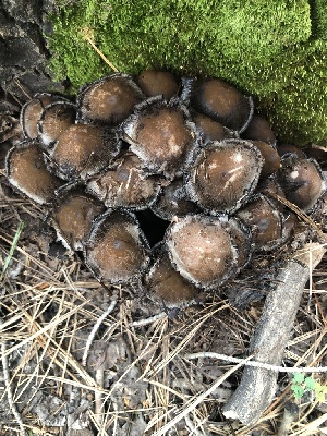  ( - MO527430)  @11 [ ] CreativeCommons - Attribution Share-Alike (2023) Unspecified Arizona Mushroom Society