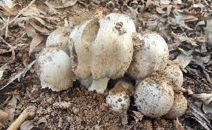  ( - MO547102)  @11 [ ] CreativeCommons - Attribution Share-Alike (2024) Unspecified Arizona Mushroom Society