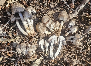  ( - MO547107)  @11 [ ] CreativeCommons - Attribution Share-Alike (2024) Unspecified Arizona Mushroom Society