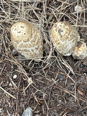  (Coprinus - MO555592)  @11 [ ] CreativeCommons - Attribution Share-Alike (2024) Unspecified Arizona Mushroom Society