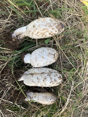  ( - MO561959)  @11 [ ] CreativeCommons - Attribution Share-Alike (2024) Unspecified Arizona Mushroom Society
