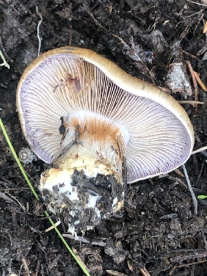  (Cortinarius glaucopus - MO528223)  @11 [ ] CreativeCommons - Attribution Share-Alike (2023) Unspecified Arizona Mushroom Society