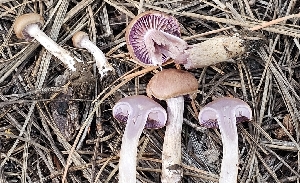  (Cortinarius anomalovernus - MO560245)  @11 [ ] CreativeCommons - Attribution Share-Alike (2024) Unspecified Arizona Mushroom Society