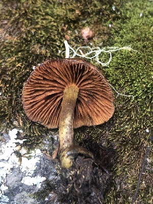 (Cortinarius croceus - MO524326)  @11 [ ] CreativeCommons - Attribution Share-Alike (2023) Unspecified Arizona Mushroom Society