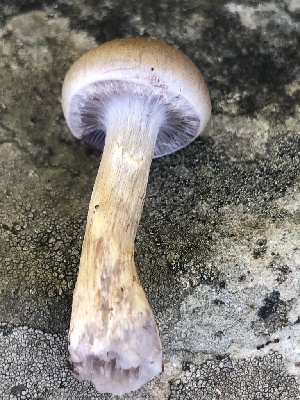  (Cortinarius albocyaneus - MO525461)  @11 [ ] CreativeCommons - Attribution Share-Alike (2023) Unspecified Arizona Mushroom Society