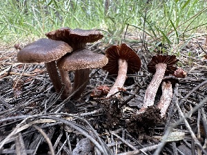  (Cortinarius sp. JM21 - MO530925)  @11 [ ] CreativeCommons - Attribution Share-Alike (2023) Unspecified Arizona Mushroom Society