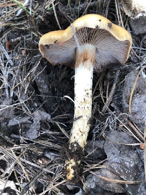  (Cortinarius cf. trivialis - MO468517)  @11 [ ] CreativeCommons - Attribution Share-Alike (2024) Unspecified Arizona Mushroom Society