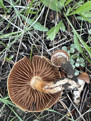 ( - MO555720)  @11 [ ] CreativeCommons - Attribution Share-Alike (2024) Unspecified Arizona Mushroom Society