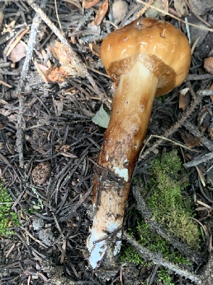  ( - MO563237)  @11 [ ] CreativeCommons - Attribution Share-Alike (2024) Unspecified Arizona Mushroom Society