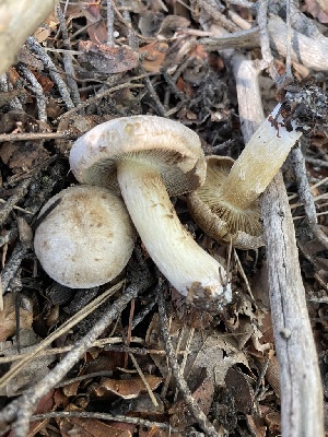  ( - MO568300)  @11 [ ] CreativeCommons - Attribution Share-Alike (2024) Unspecified Arizona Mushroom Society