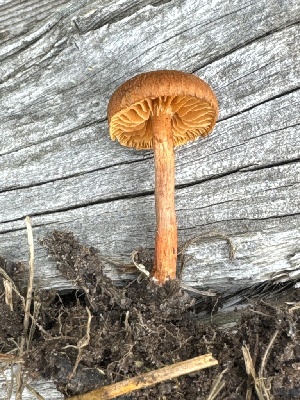  ( - MO585372)  @11 [ ] CreativeCommons - Attribution Share-Alike (2025) Unspecified Arizona Mushroom Society