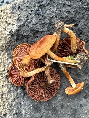  ( - MO585379)  @11 [ ] CreativeCommons - Attribution Share-Alike (2025) Unspecified Arizona Mushroom Society