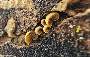  ( - MO547496)  @11 [ ] CreativeCommons - Attribution Share-Alike (2024) Unspecified Arizona Mushroom Society