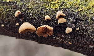  ( - MO546452)  @11 [ ] CreativeCommons - Attribution Share-Alike (2024) Unspecified Arizona Mushroom Society