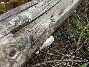  (Cyanosporus caesiosimulans - MO568299)  @11 [ ] CreativeCommons - Attribution Share-Alike (2024) Unspecified Arizona Mushroom Society