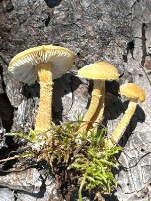  (Cystoderma pseudoamianthinum - MO555792)  @11 [ ] CreativeCommons - Attribution Share-Alike (2024) Unspecified Arizona Mushroom Society
