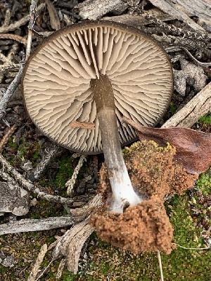  ( - MO547449)  @11 [ ] CreativeCommons - Attribution Share-Alike (2024) Unspecified Arizona Mushroom Society