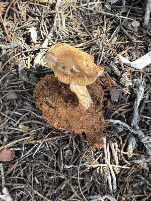  ( - MO573850)  @11 [ ] CreativeCommons - Attribution Share-Alike (2025) Unspecified Arizona Mushroom Society